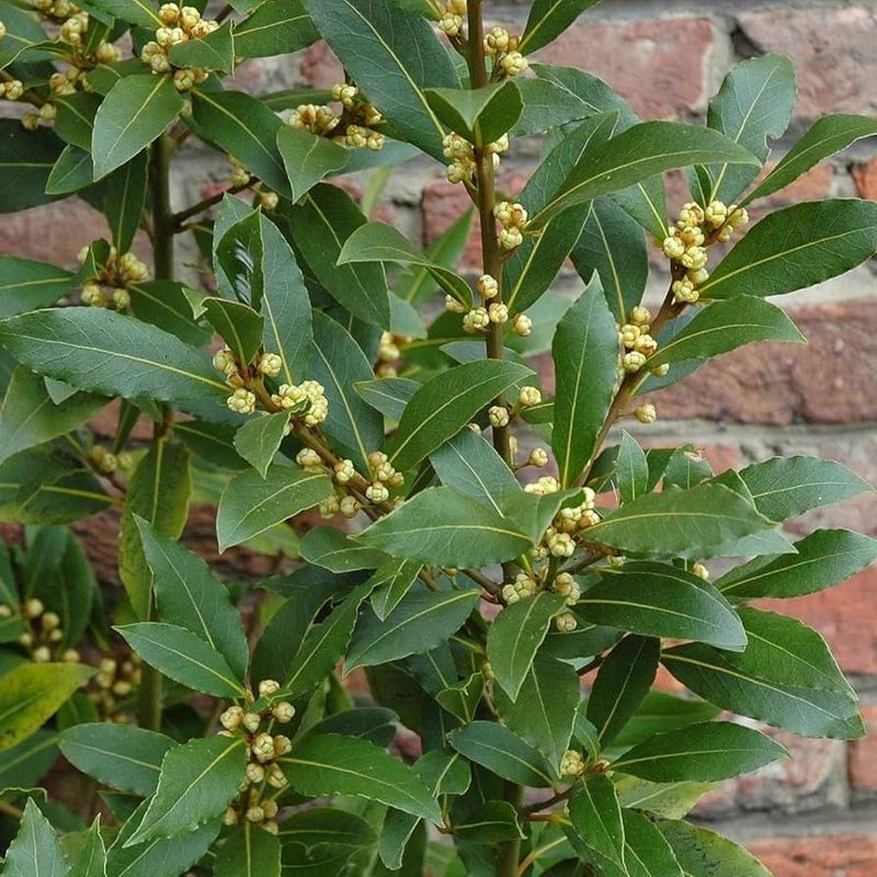 Bay Laurel