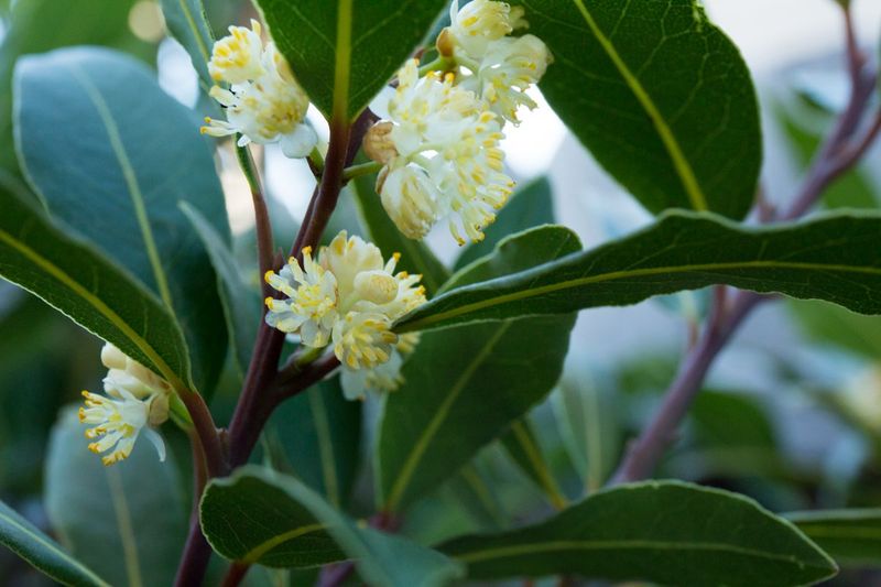 Bay Laurel