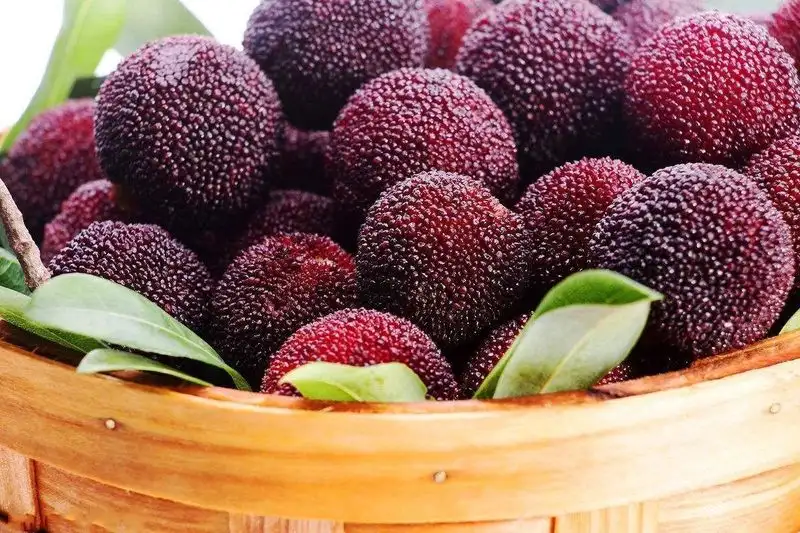 Bayberry