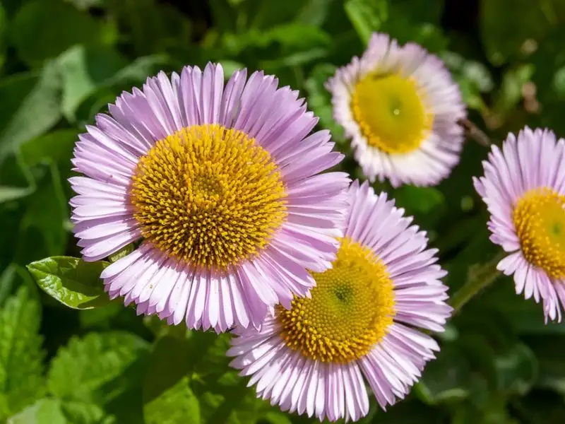 Beach Daisy