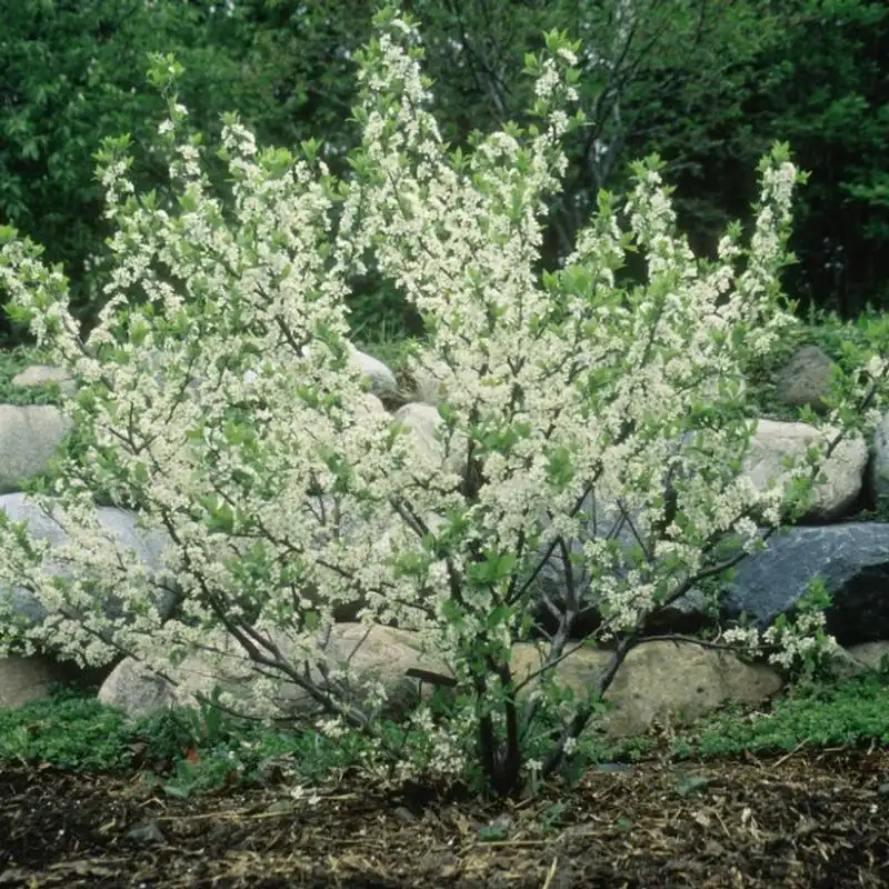 Beach Plum