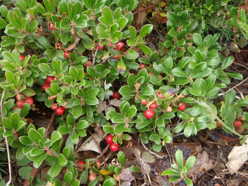 Bearberry (Arctostaphylos uva-ursi)