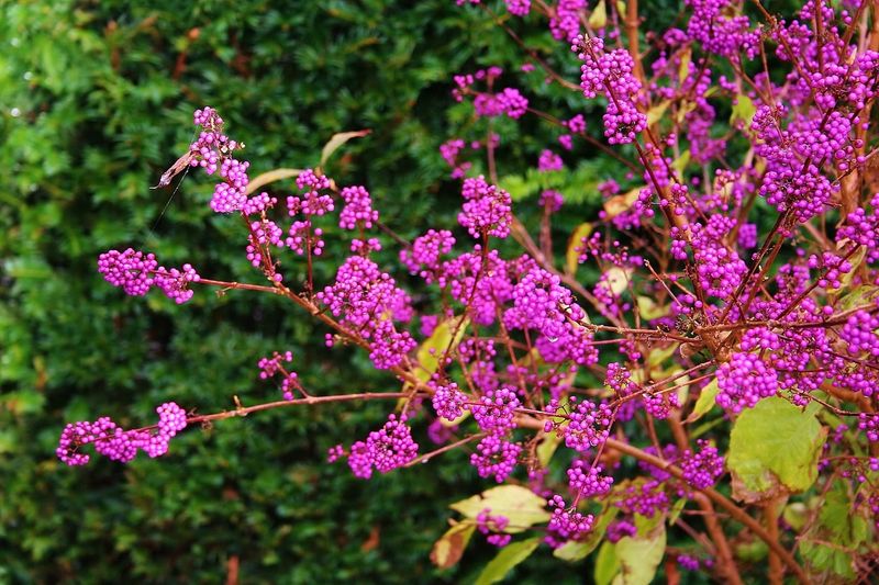 Beautyberry (Callicarpa)