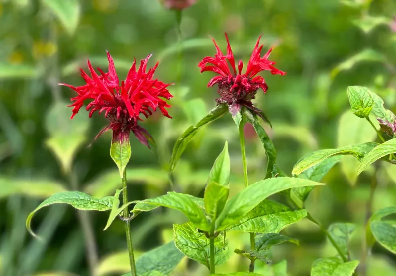 Bee Balm