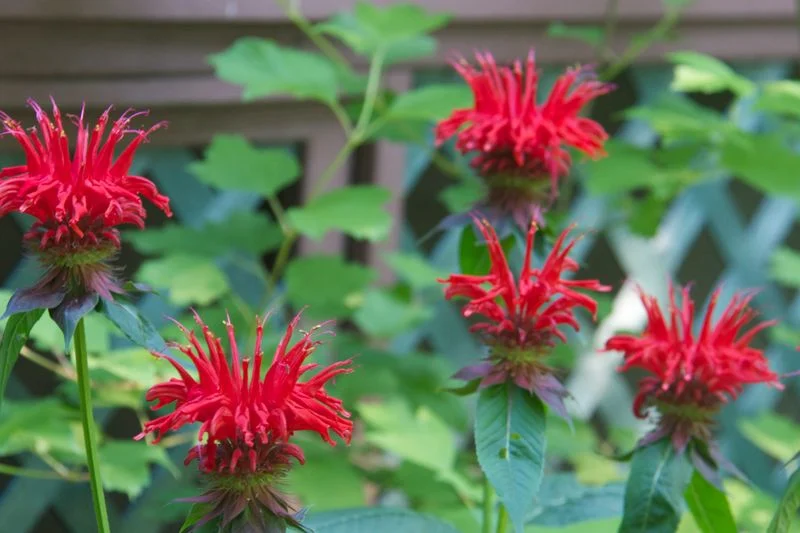 Bee Balm
