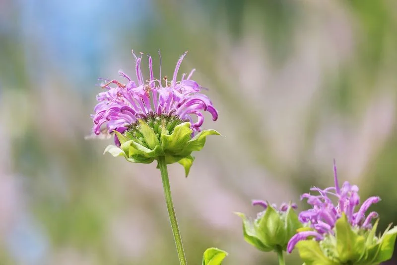 Bee Balm