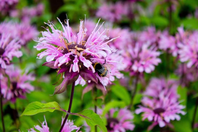 Bee Balm