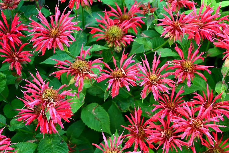 Bee Balm