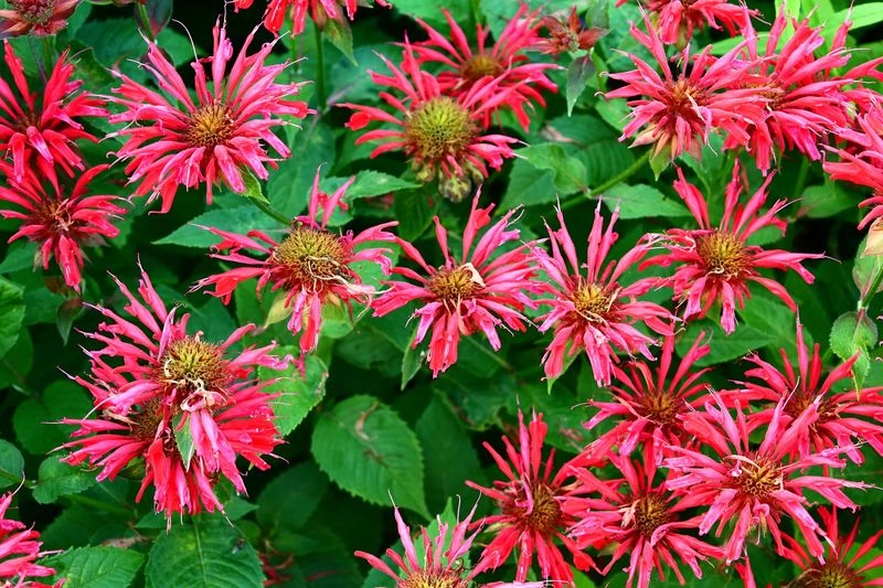 Bee Balm