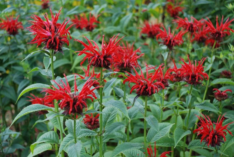 Bee Balm