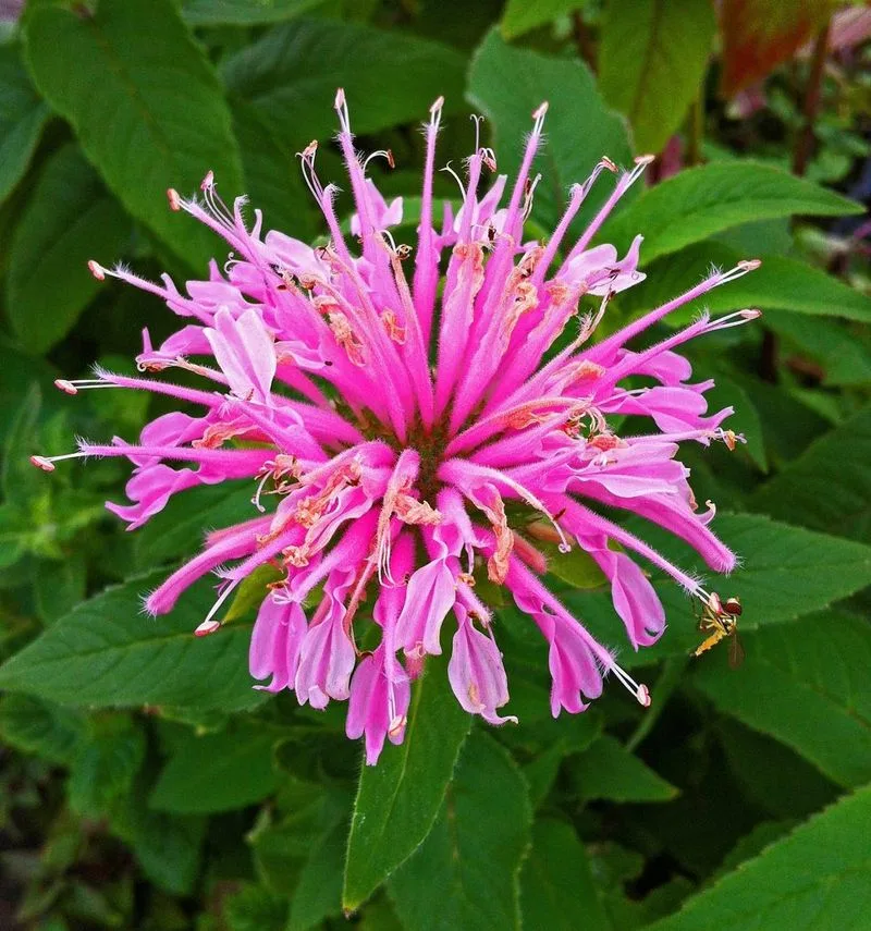 Bee Balm (Monarda)