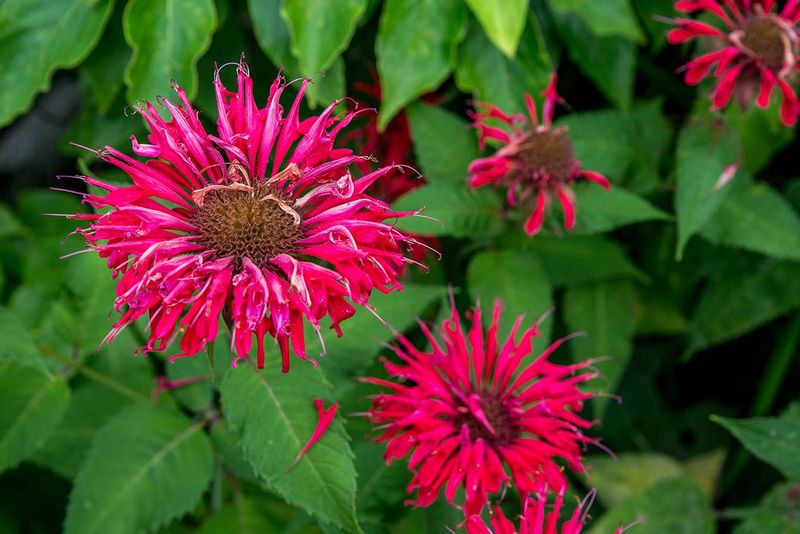 Bee Balm (Monarda)