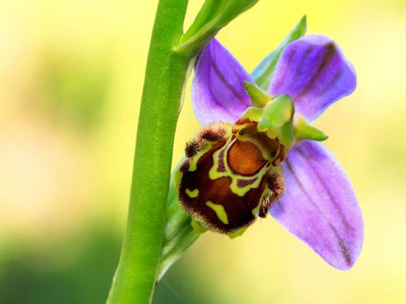 Bee Orchid