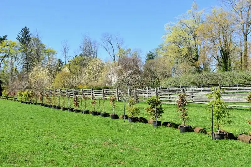 Beech Hedge