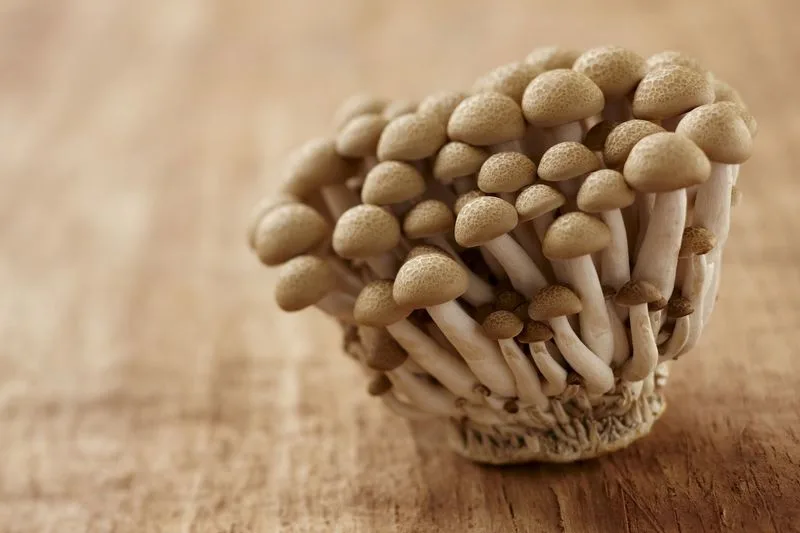 Beech Mushrooms
