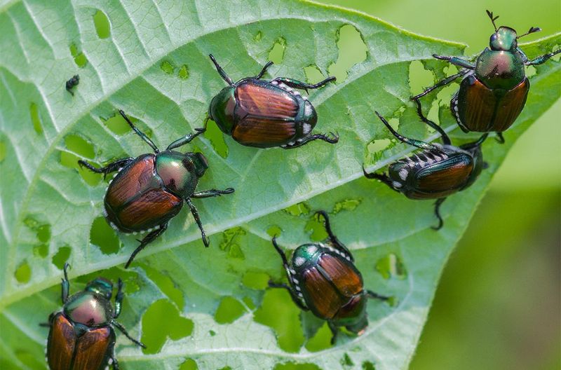 Beetles