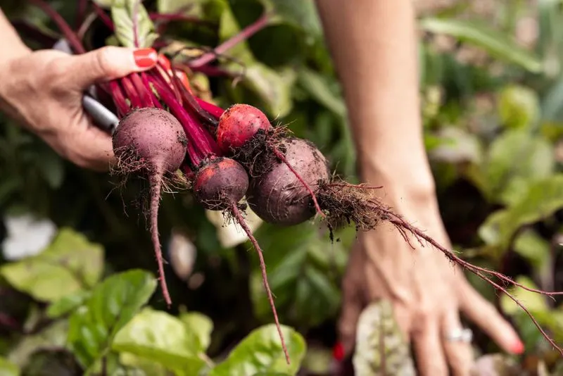 Beetroot
