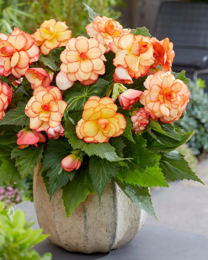 Begonia