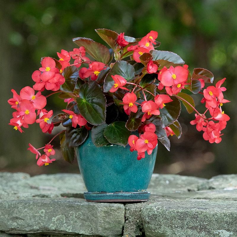 Begonia 'Marie Antoinette'