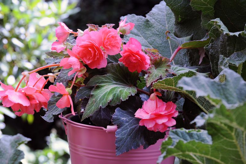 Begonia