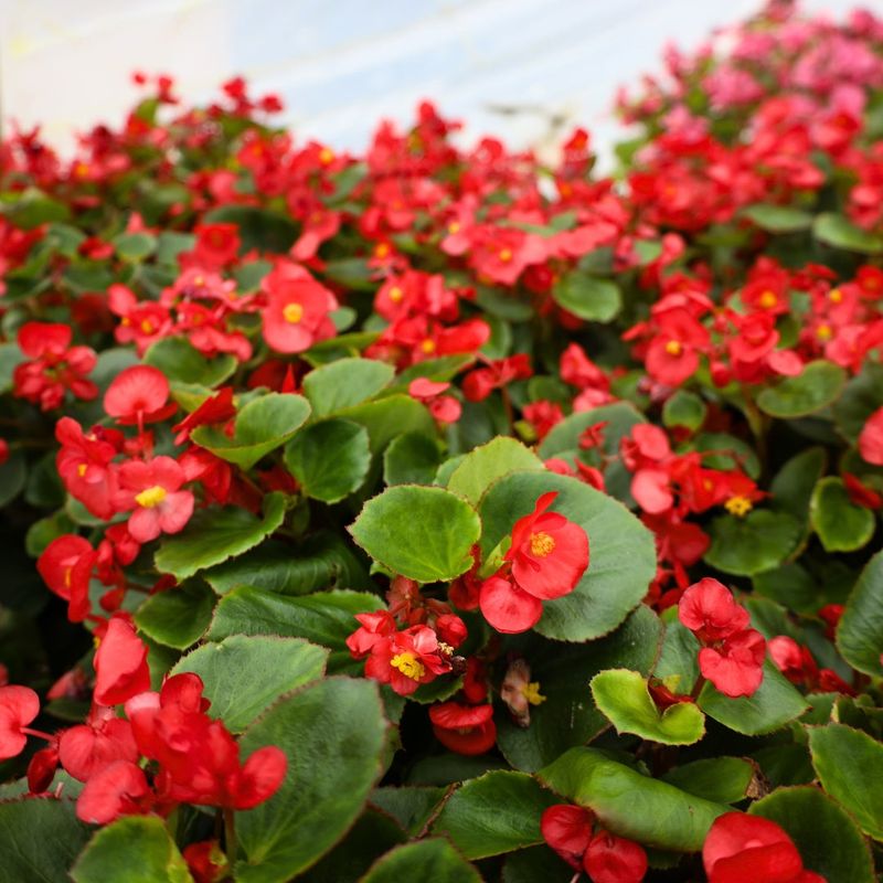 Begonias