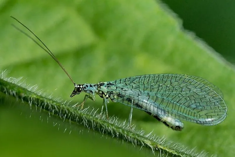 Beneficial Insects