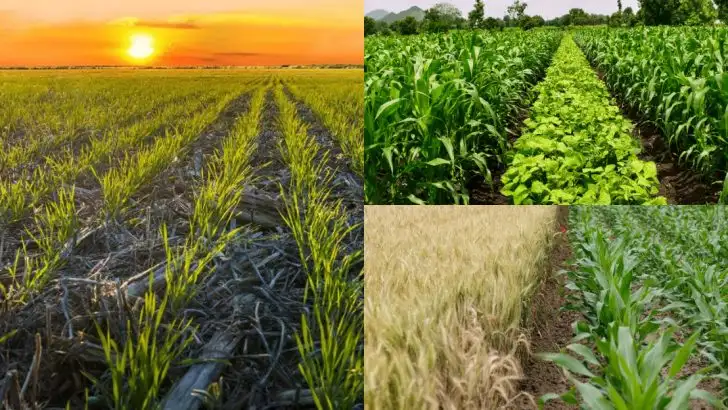 14 Benefits of Crop Rotation (and How It Keeps Your Vegetable Garden Healthy)