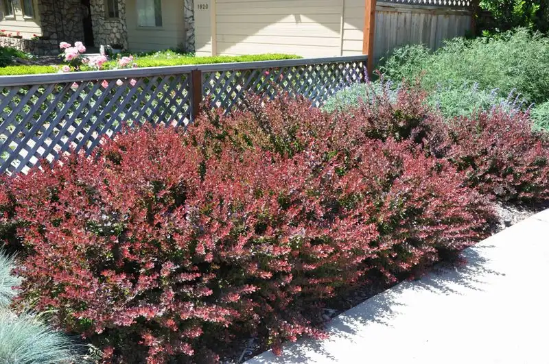 Berberis Barrier