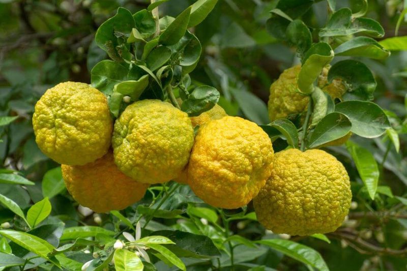 Bergamot