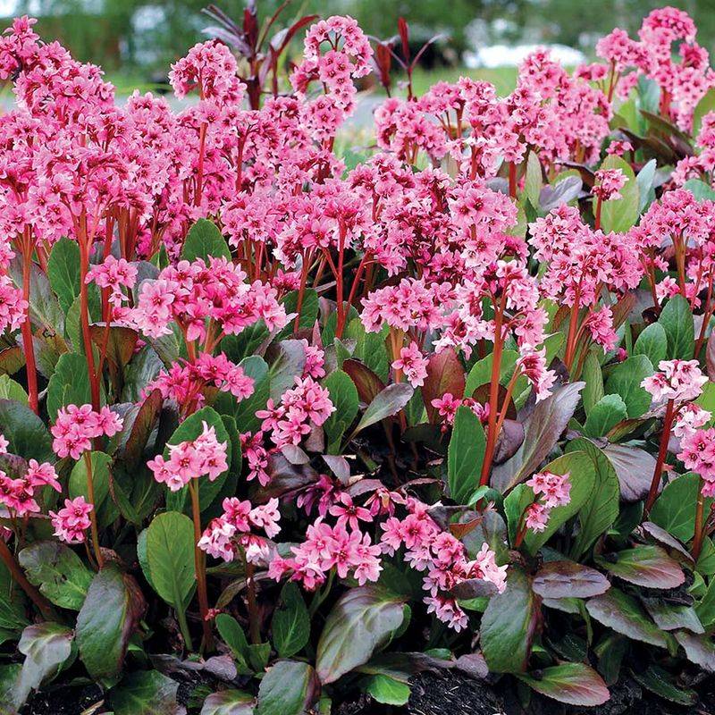 Bergenia