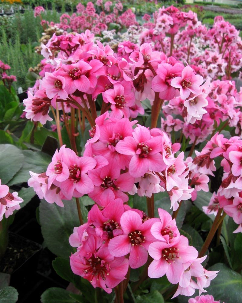 Bergenia