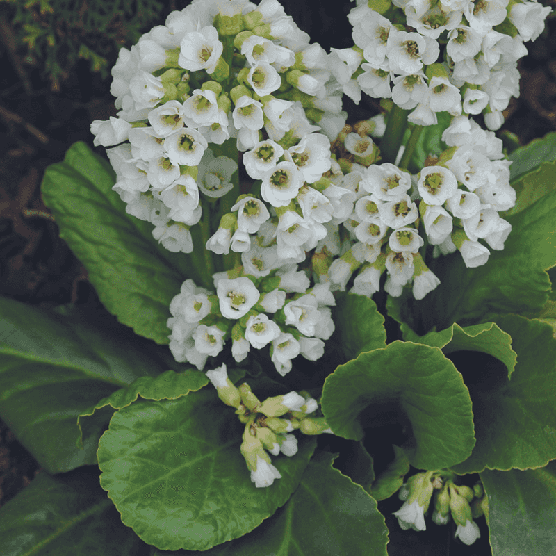 Bergenia