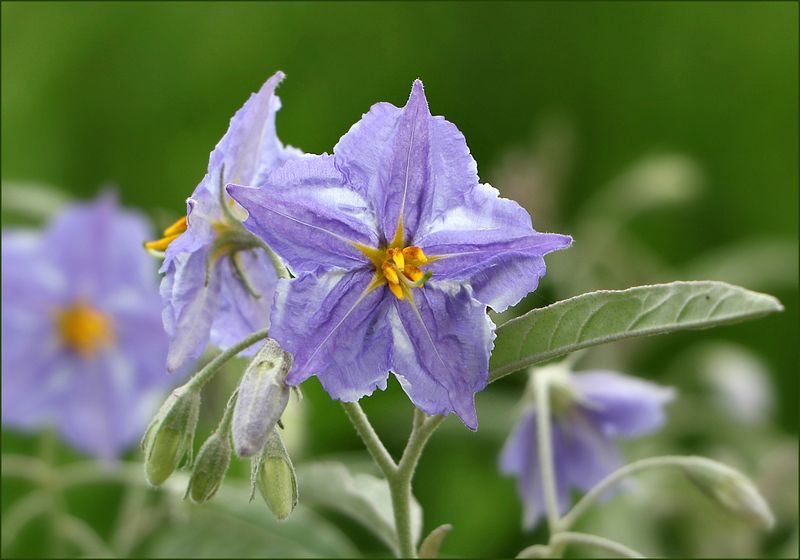 Bermuda Nightshade