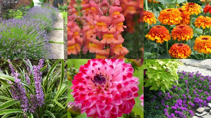 22 Best Border Flowers For Paths, Lawn Edges and Walkways