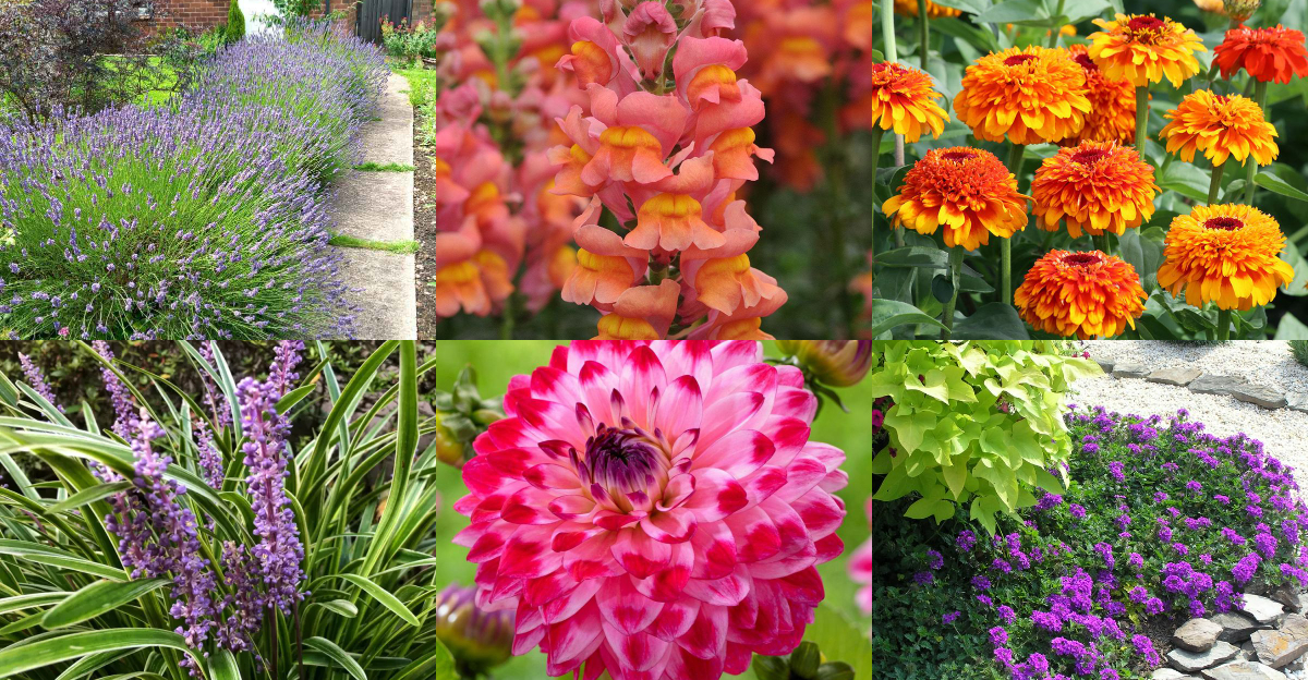 Best Border Flowers For Paths, Lawn Edges and Walkways