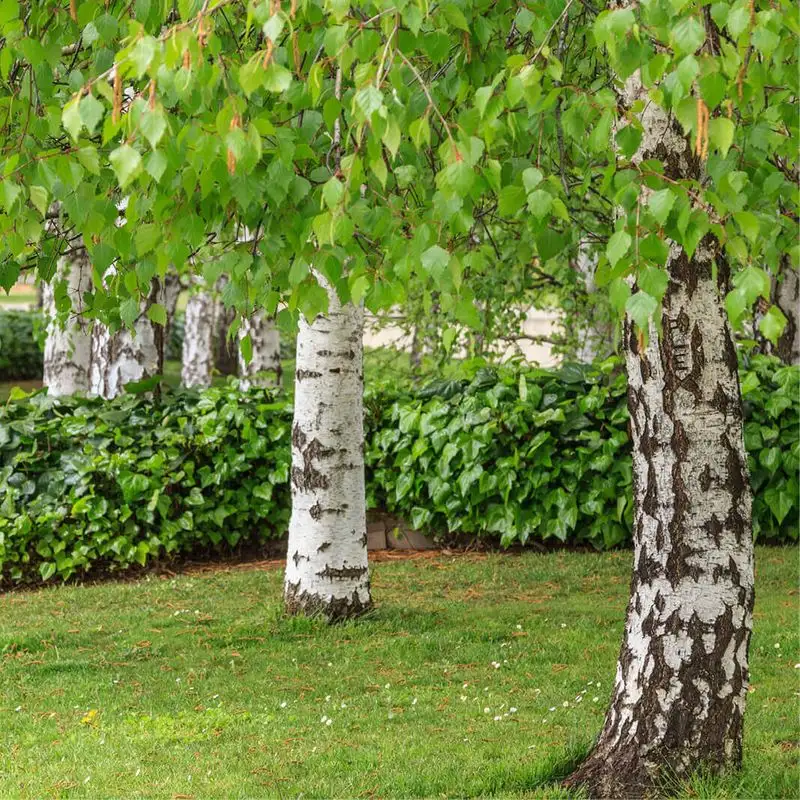 Betula Pendula