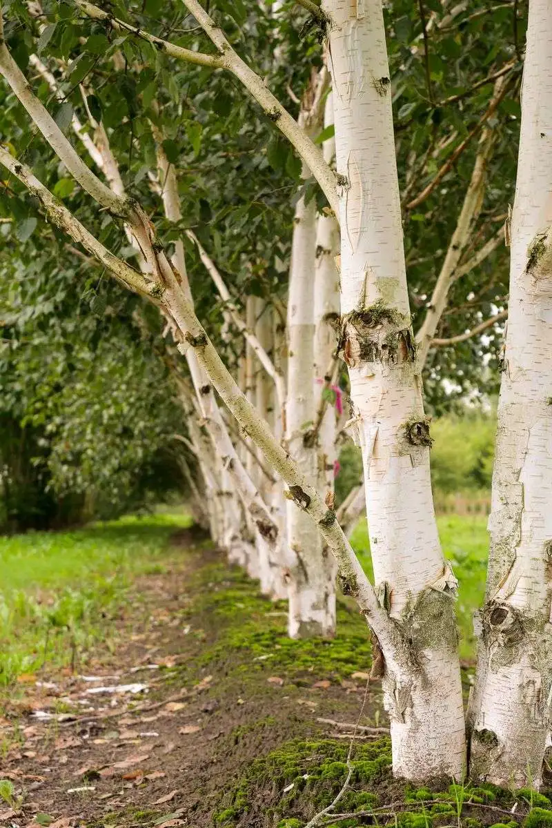 Betula Utilis