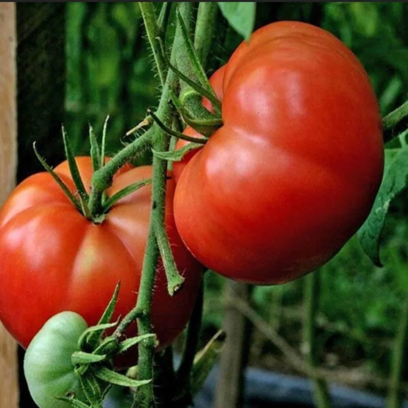 Big Boy Tomatoes