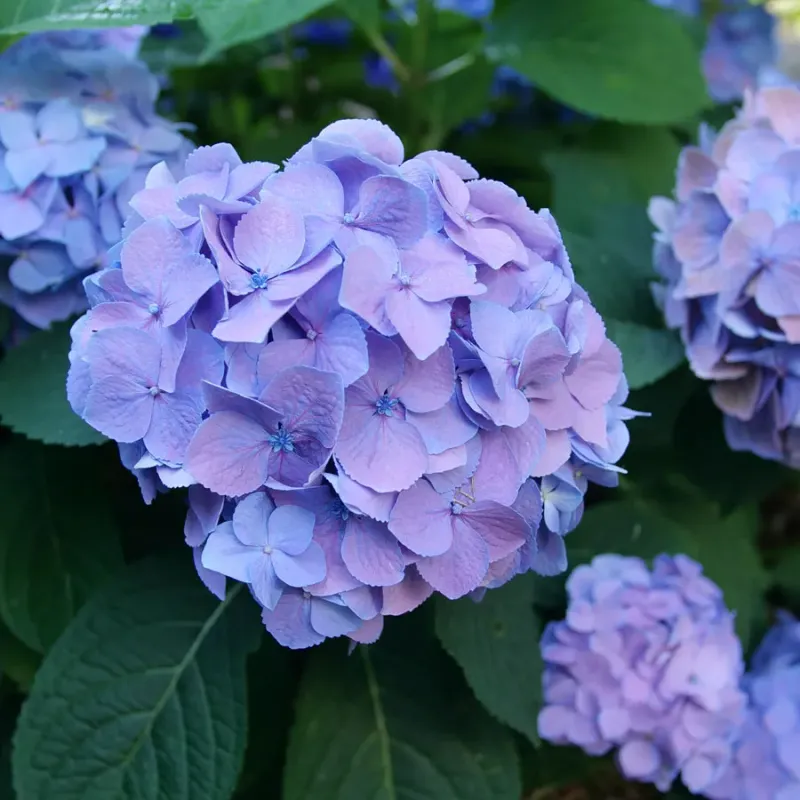 Bigleaf Hydrangea