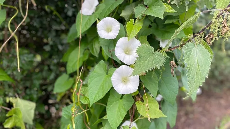 Bindweed