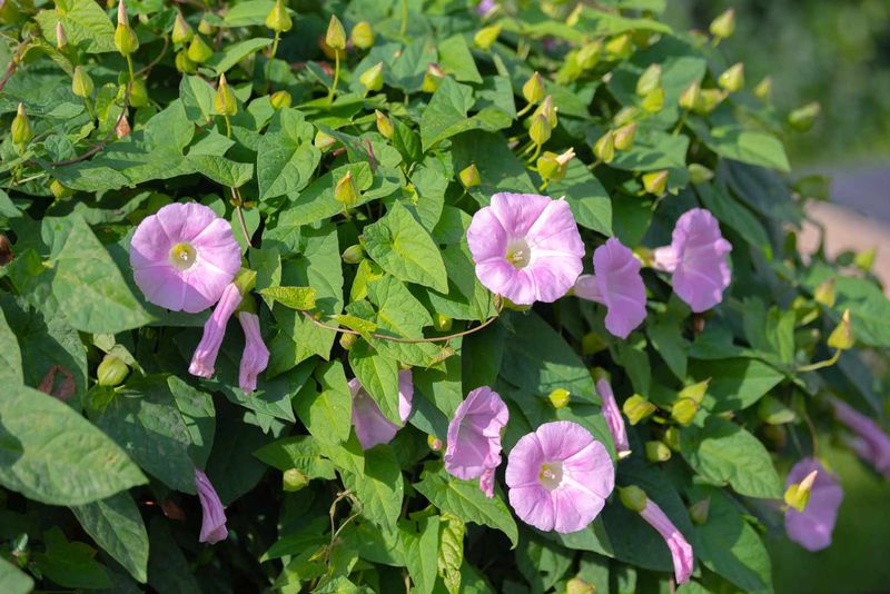 Bindweed