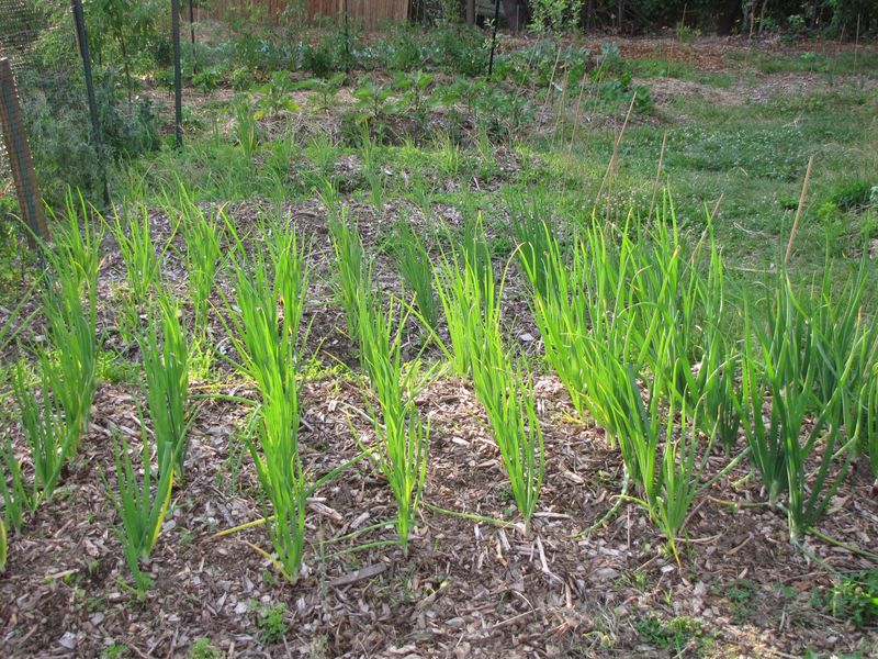 Biological Soil Amendments