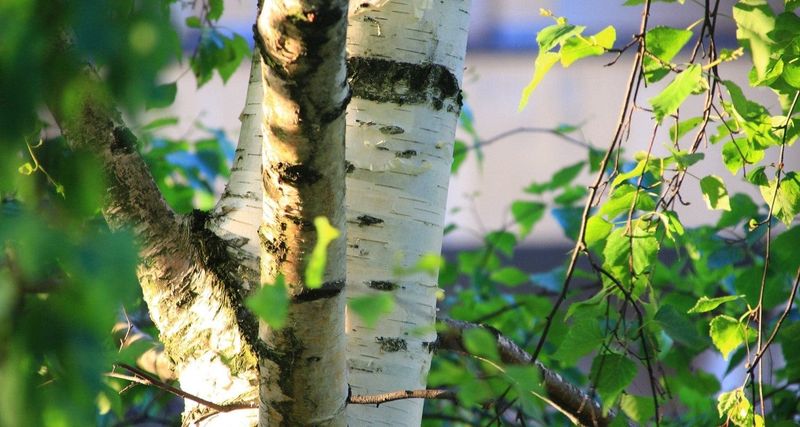 Birch Tree