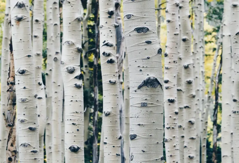 Birch