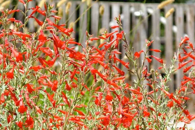 Bird-Friendly Garden