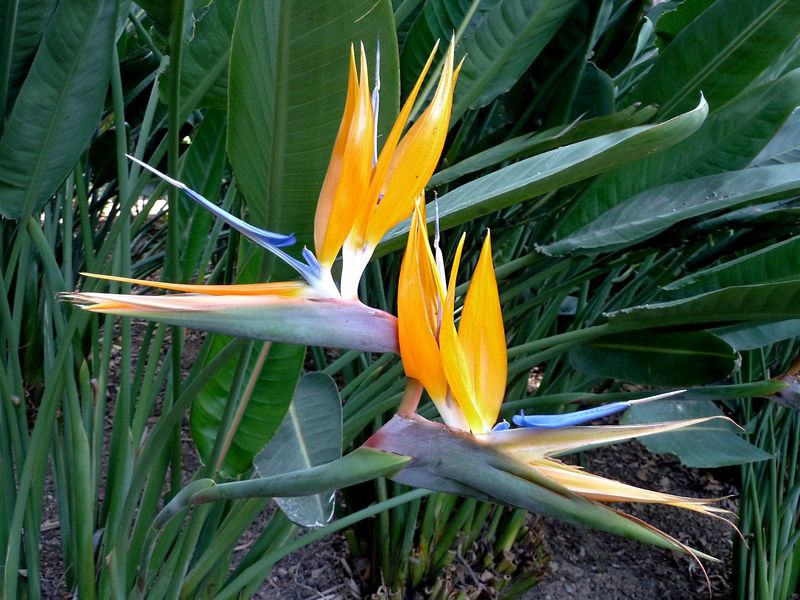 Bird of Paradise