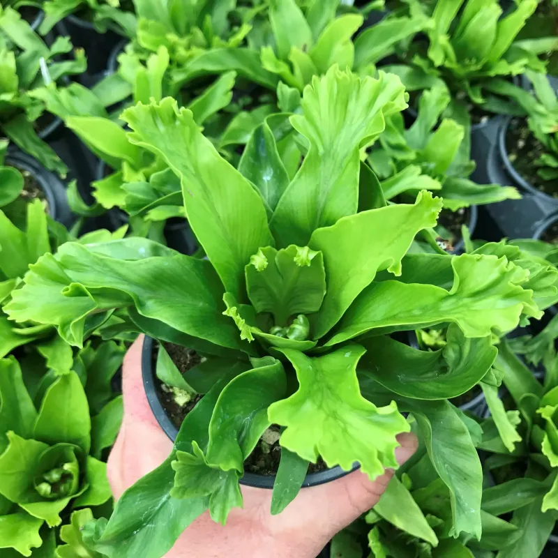 Bird's Nest Fern