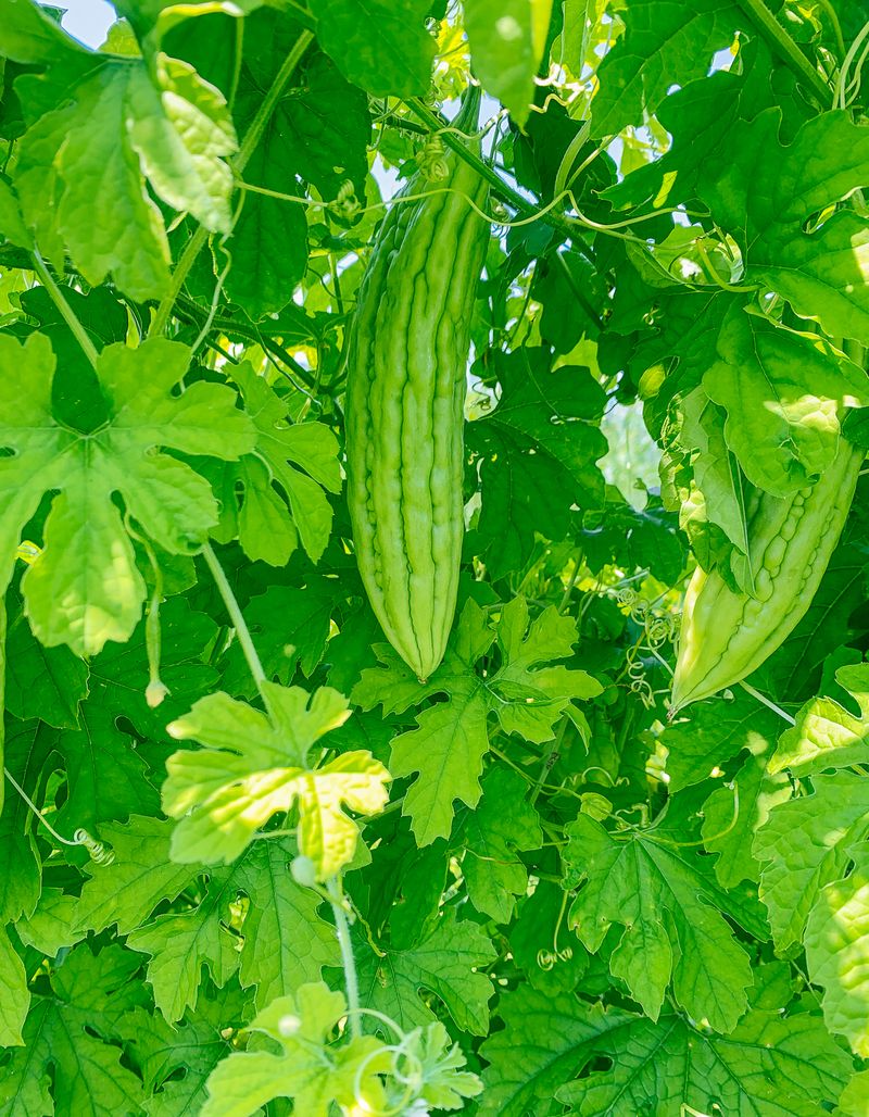 Bitter Gourd