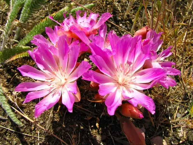 Bitterroot