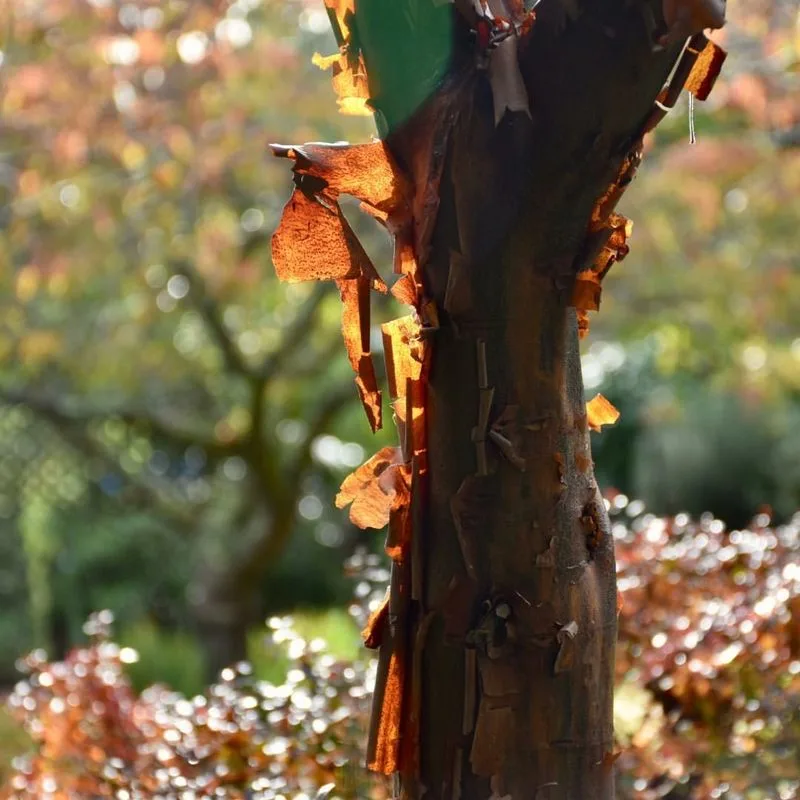 Bizarre Bark Textures